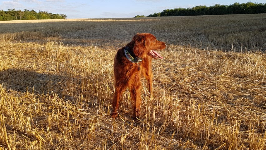 2018-08 - 0393 (Petit)