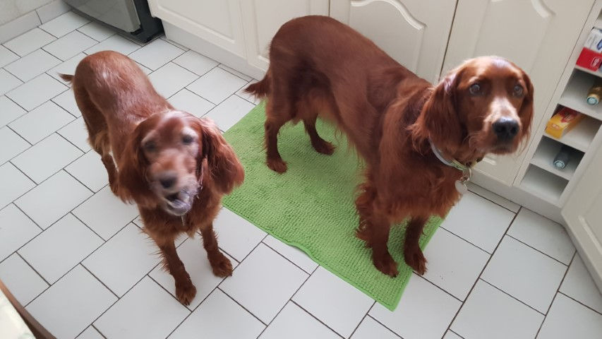 2018-08 - 1146 (Petit)