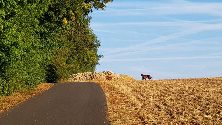 2018-08 - 2596 (Petit)