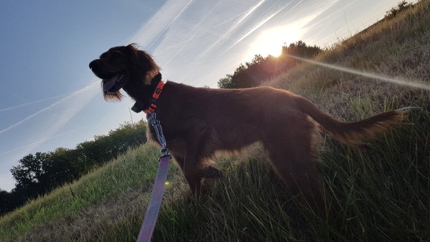 2018-08 - 2427 (Petit)