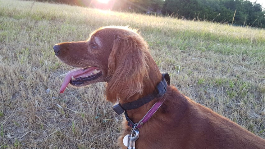 2018-08 - 0487 (Petit)