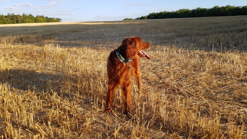 2018-08 - 0388 (Petit)