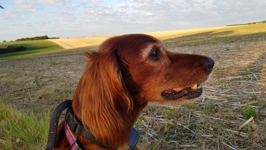 2018-08 - 0343 (Petit)