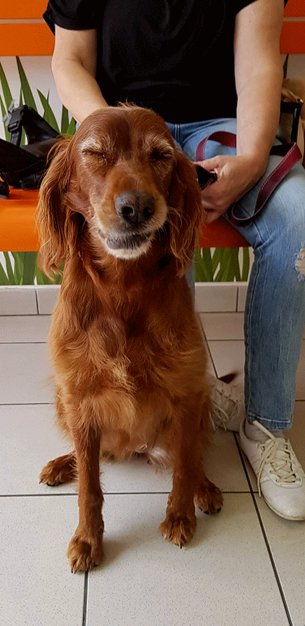 Fleur Chez Le Vétérinaire