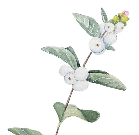 Snowberry.JPG
