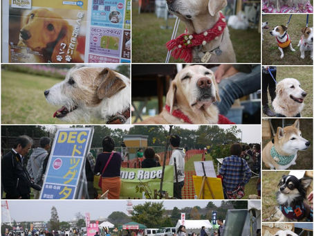 ☆わんわんフェスタ2013報告♬