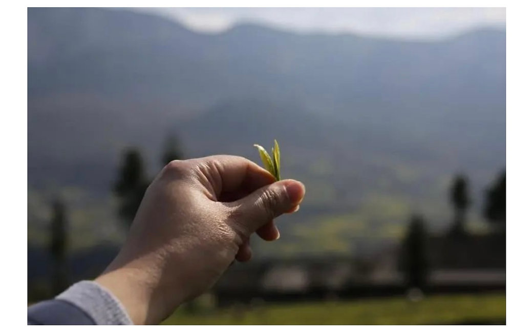 唯一の蒸製緑茶 恩施玉露 茶禅草堂オンライン教室唯一の蒸製緑茶 恩施