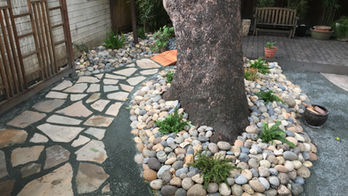 Rockridge District Oakland — This majestic avocado tree's shear grandeur is the focal point of this unique and stunning display of creativity, innovation, ultra-low  maintenance design is focused around this epic feature of the back yard Shaw Landscaping Design