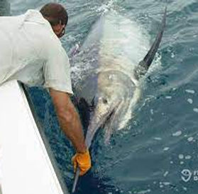 Dos Mas. sportfishing in Golfito