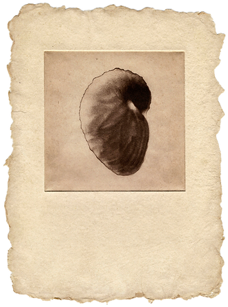 EVOLUCION I_edited.png