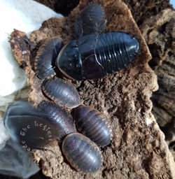 Watermarked 2 (4).jpg