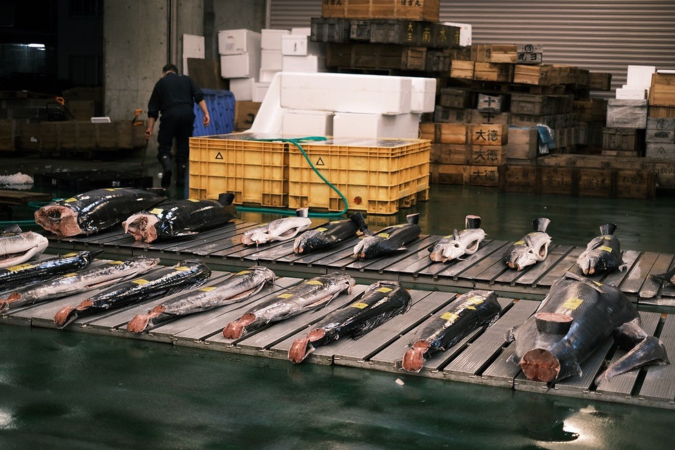 Kanazawa Seafood Season 2026
