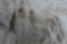 woolly - 102.jpeg