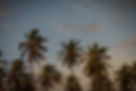 Palm Tree