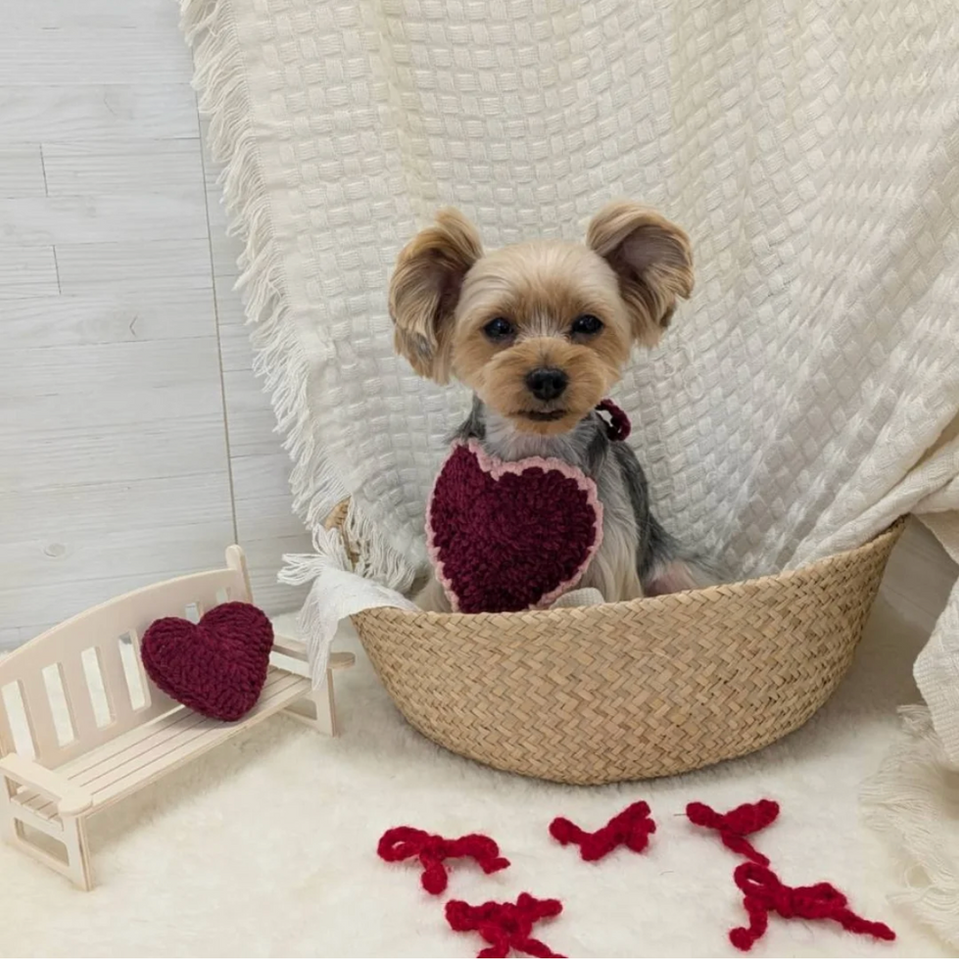 わんちゃん画像