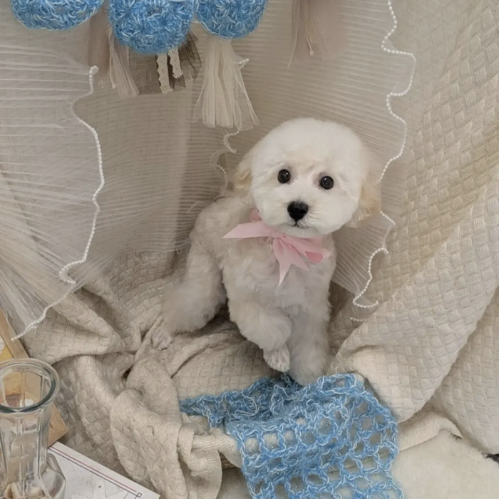 わんちゃん画像