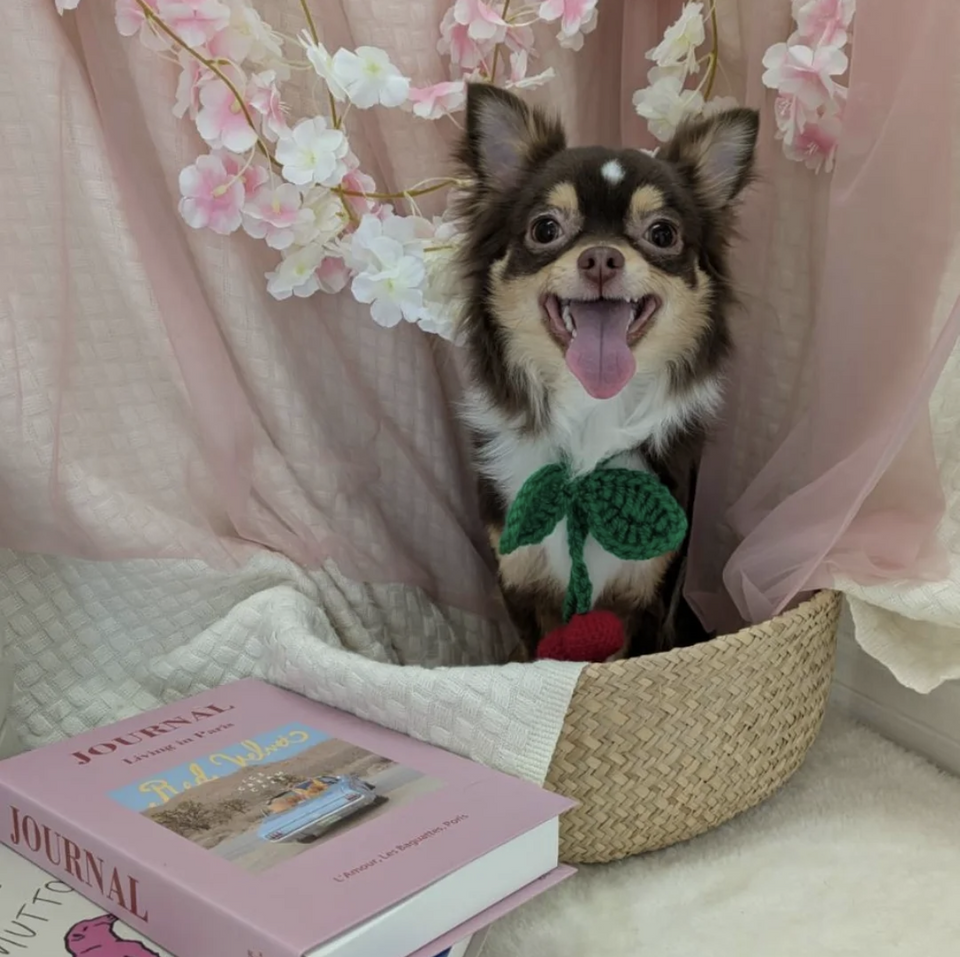 わんちゃん画像