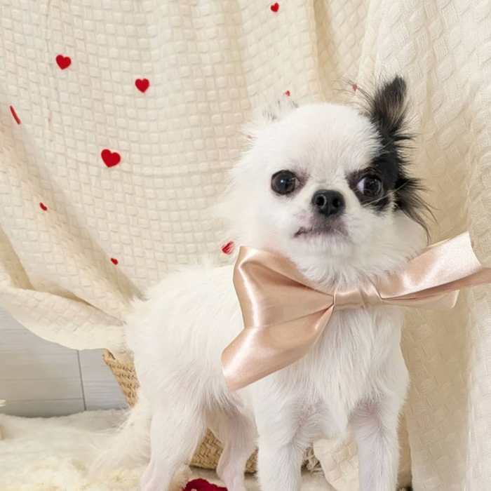 わんちゃん画像