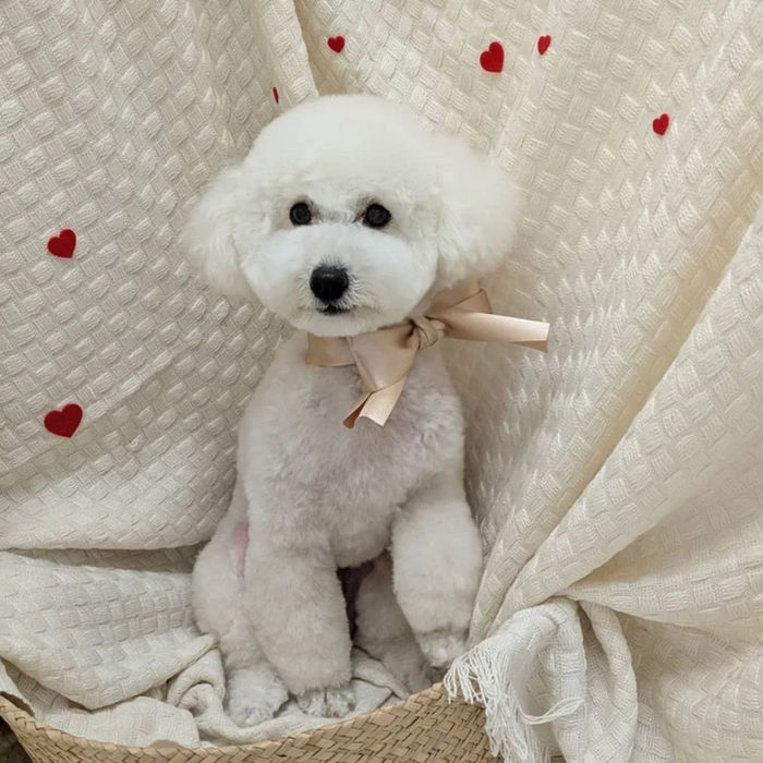 わんちゃん画像