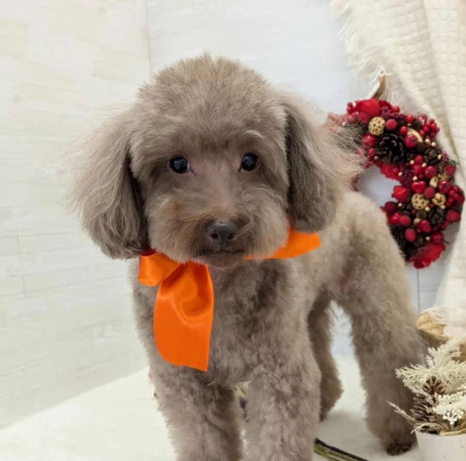 わんちゃん画像