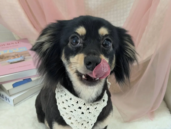 わんちゃん画像