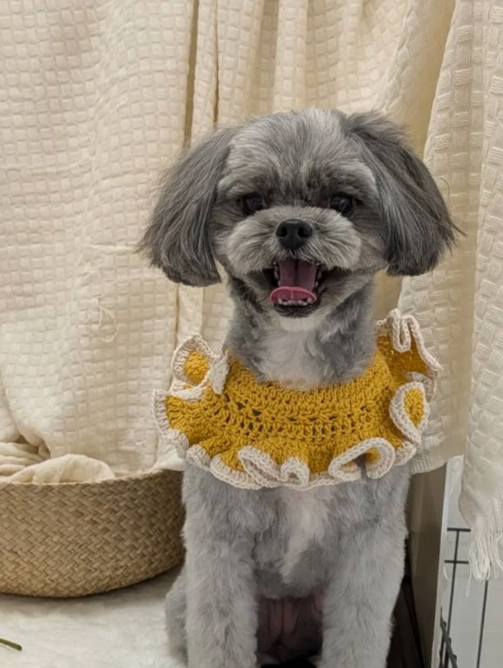 わんちゃん画像