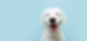 bigstock-Happy-Dog-Puppy-Smiling-On-Col-