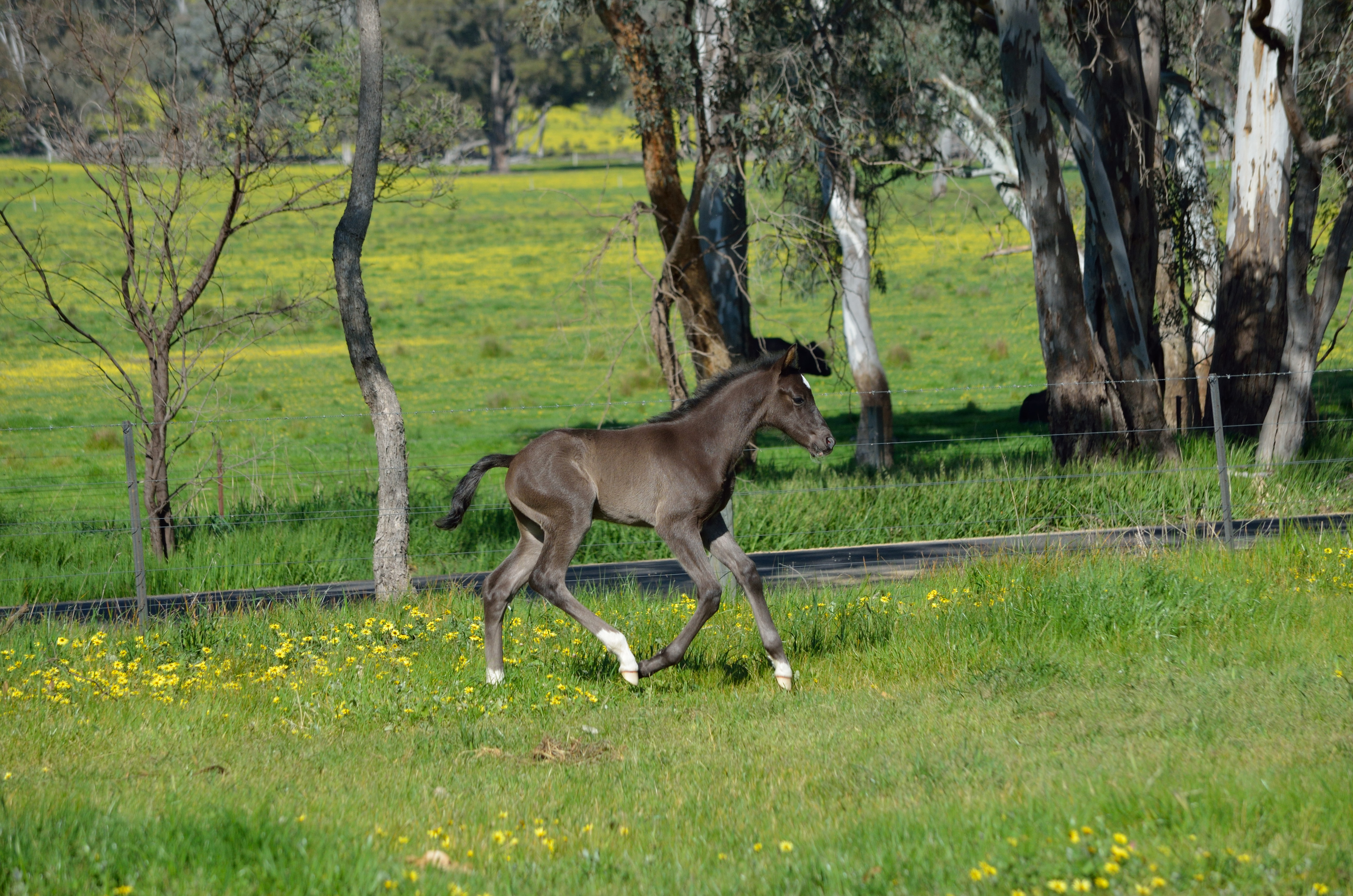 Kadon Park Honour