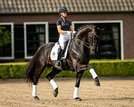 Glamourdale_Trot_Van-Olst-Horses-3-scaled.jpg