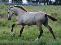 Farales Offspring (1)