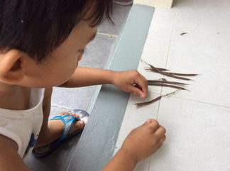 gathering the seeds