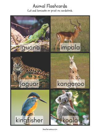 animal flashcards