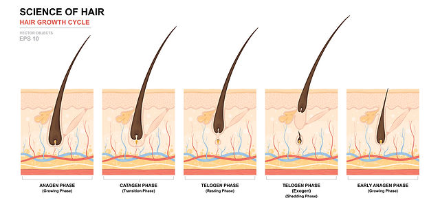 ghk-cu prolongs anagen phase hair growth GHK-Biotin Peptide for Growth: The Science Behind Scalp Renewal How Does Your Hair Grow?