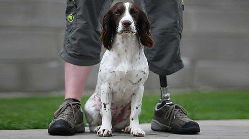 fp-bravehounde-780x437.jpeg