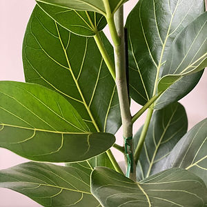 Ficus - Audrey