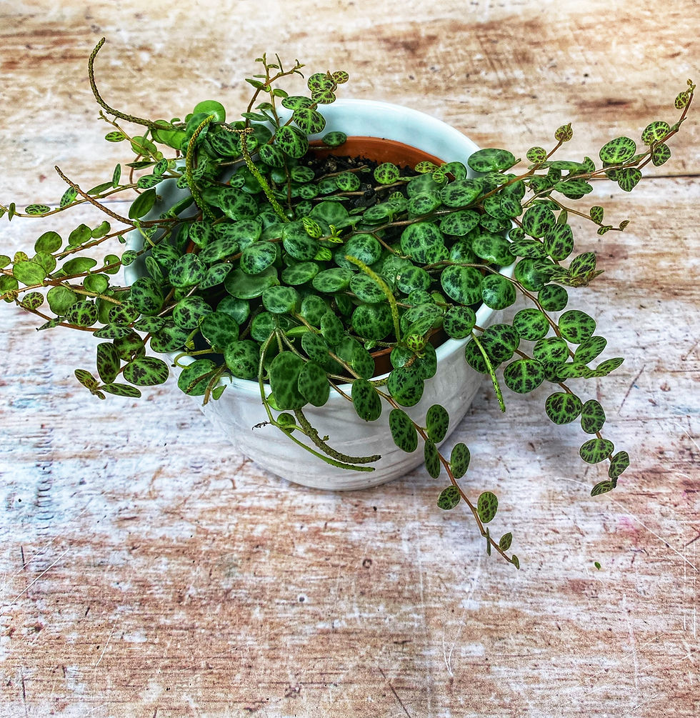 Thumbnail: Peperomia prostrata "String of Turtles"