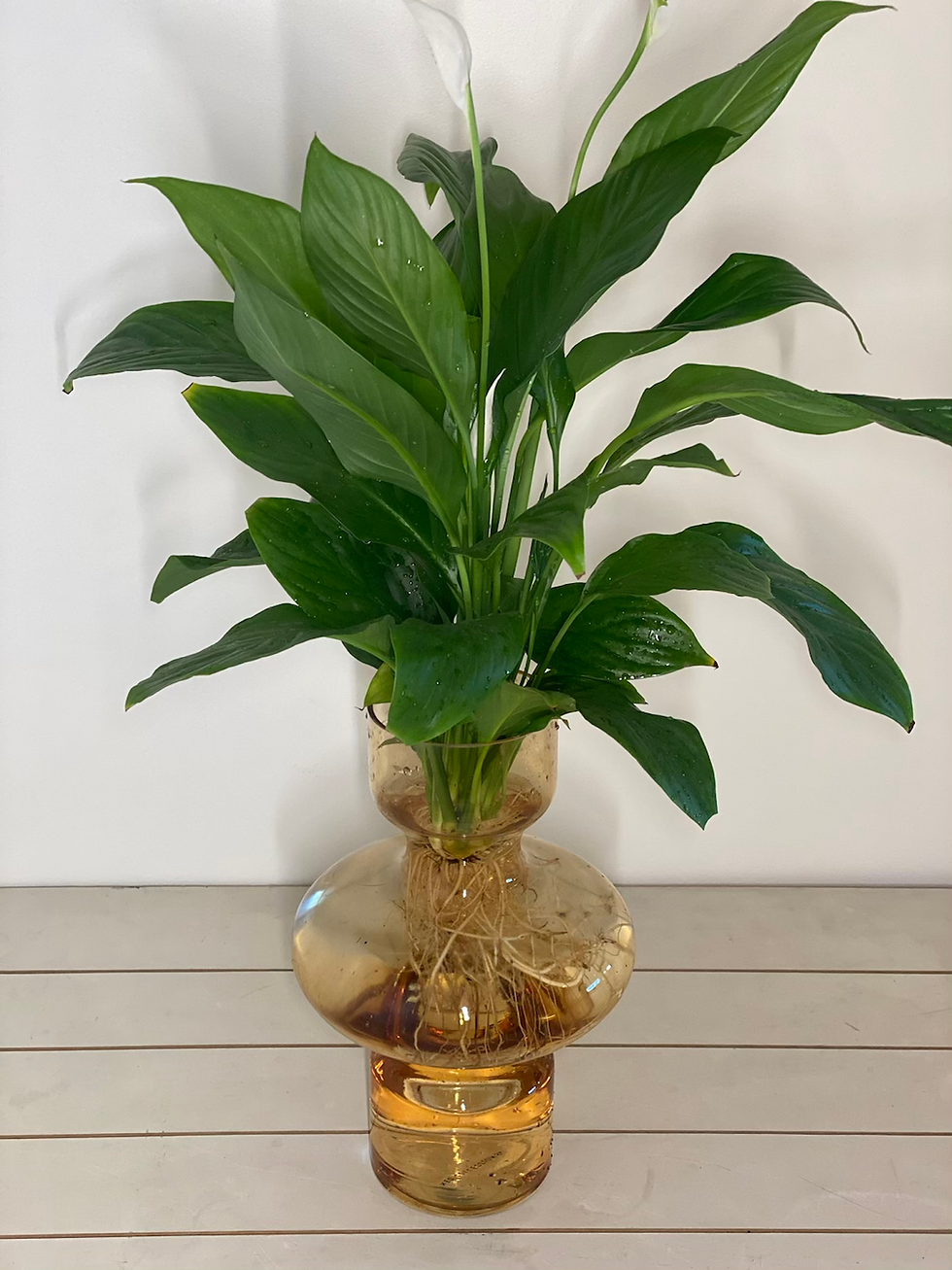 Thumbnail: Hydro Collection - Peace Lily in Amber
