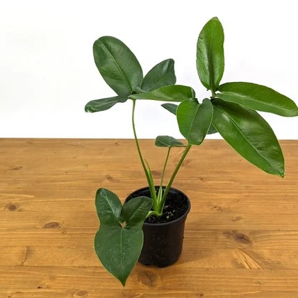 euphorbia diamond frost plant Proven Winners Euphorbia 'Diamond Frost '