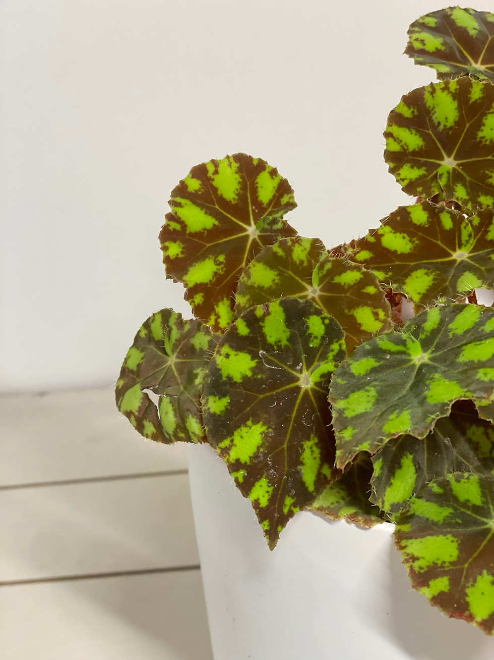Thumbnail: Begonia bowerae 'Eyelash'