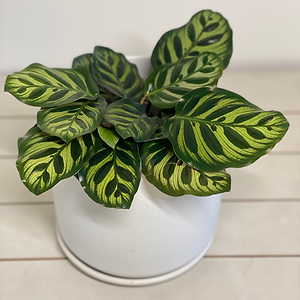 Calathea Makoyana