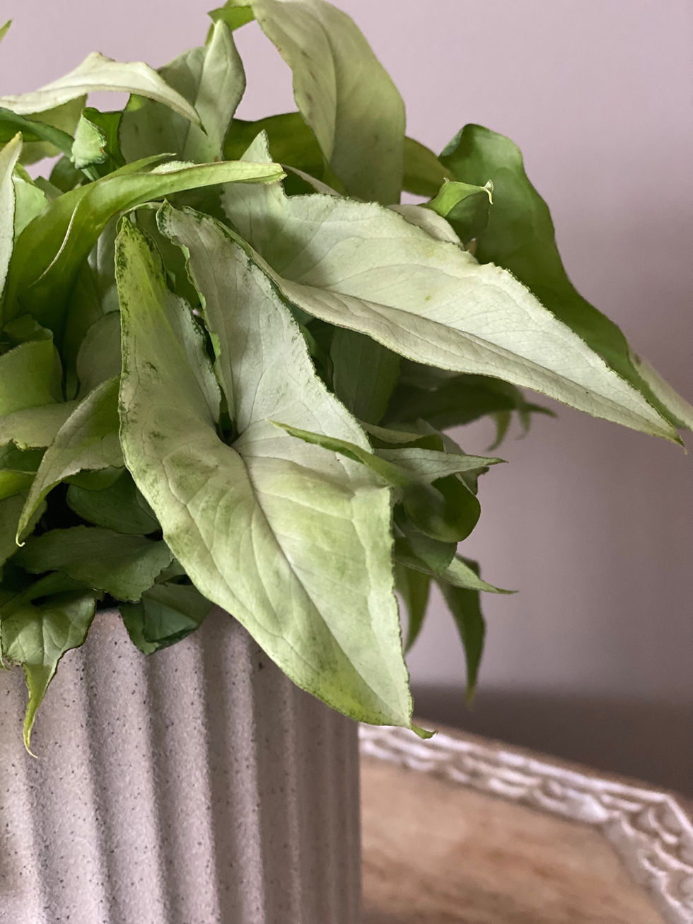 Thumbnail: Syngonium - Slank Blad 
