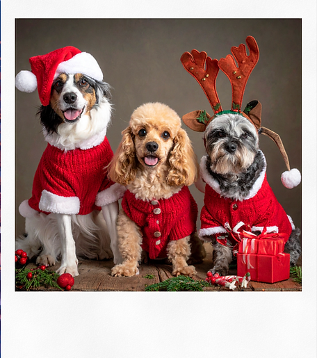 holiday portrait pic.png