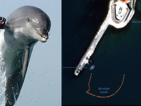 Delfines militares: el polémico uso de animales en la guerra