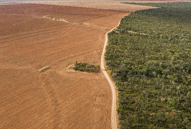 La peligrosa deforestación de Sudamérica rompe todos los récords