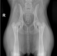 radiografia anche cane