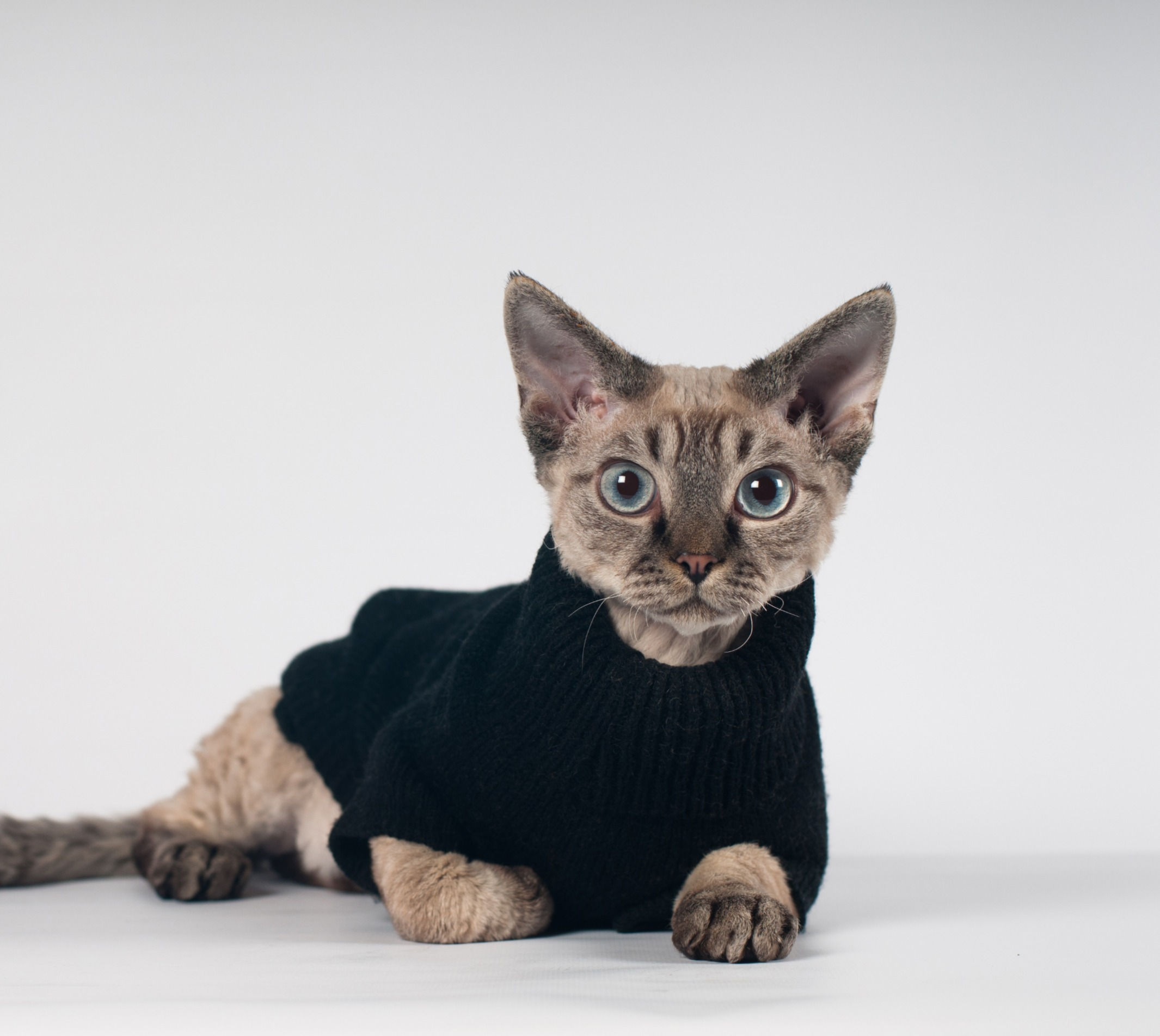 Servizio fotografico Pet