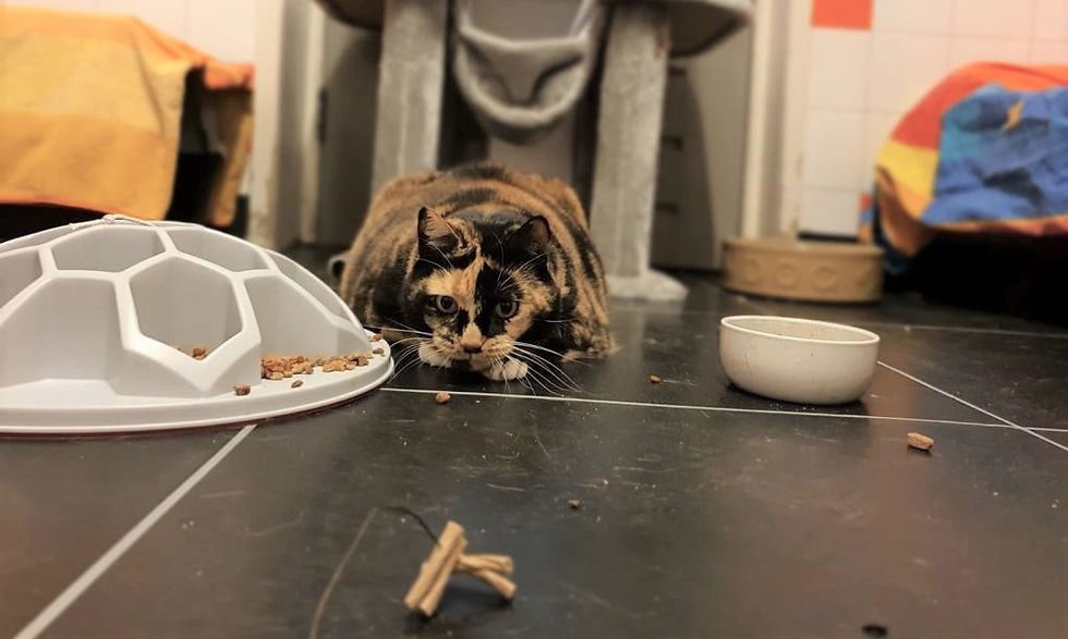 De relatie tussen voer, gewicht en gedrag bij de kat