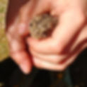 ACN toad.jpeg