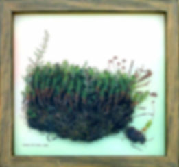common-moss.jpeg