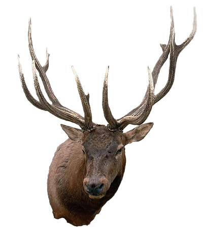 image_6483441 (5)_edited.png